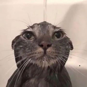 Describe your project